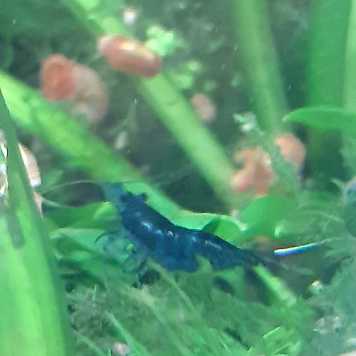 Crevettes Neocaridina Blue Velvet