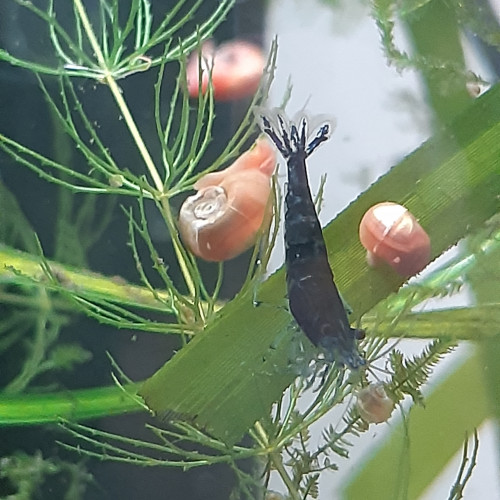 Crevettes Neocaridina Blue Velvet
