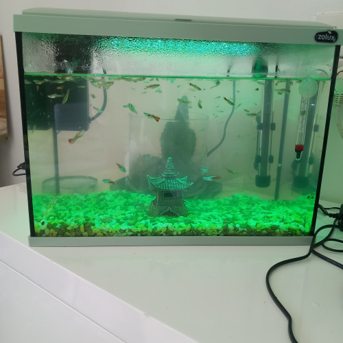 Poisson guppy