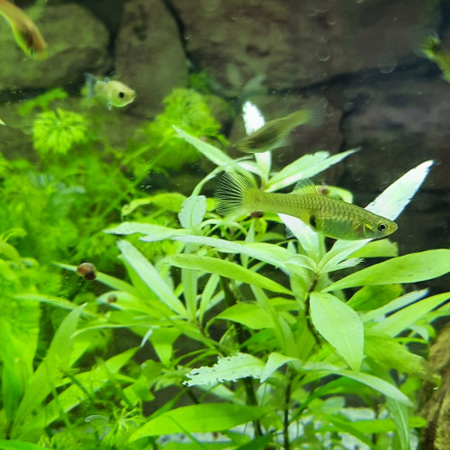 Femelles endler