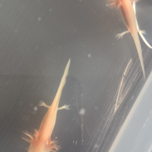 Jeunes axolotls