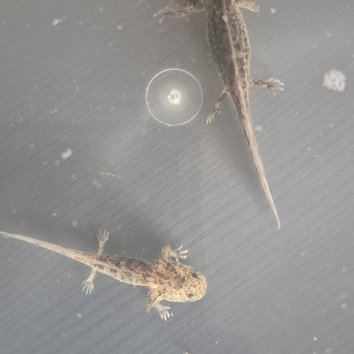 Jeunes axolotls