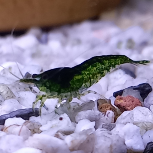 Crevette green jade
