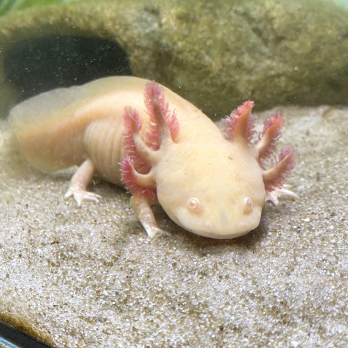 Vend 2 femelles axolotls