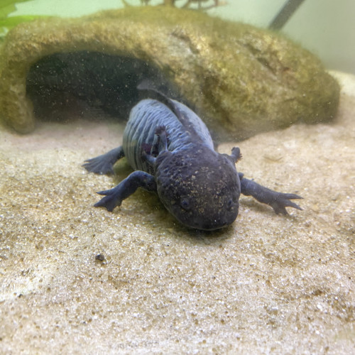 Vend 2 femelles axolotls