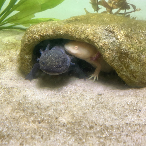 Vend 2 femelles axolotls