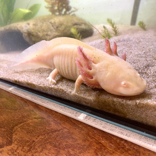 Vend 2 femelles axolotls