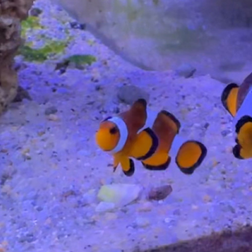 Don de poisson clowns et demoiselles suite à un problème d’aquarium