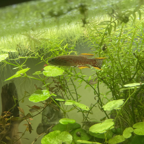 Killies gardneri