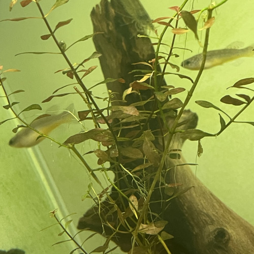 Killies gardneri