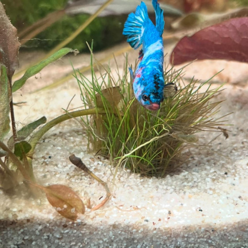 3 Bettas mâle