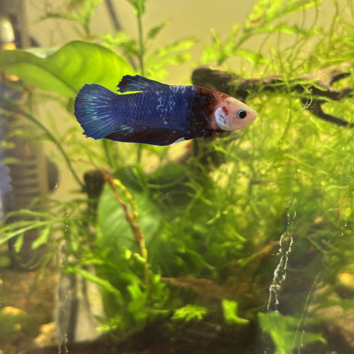 3 Bettas mâle