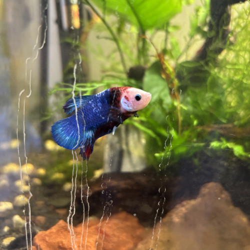 3 Bettas mâle