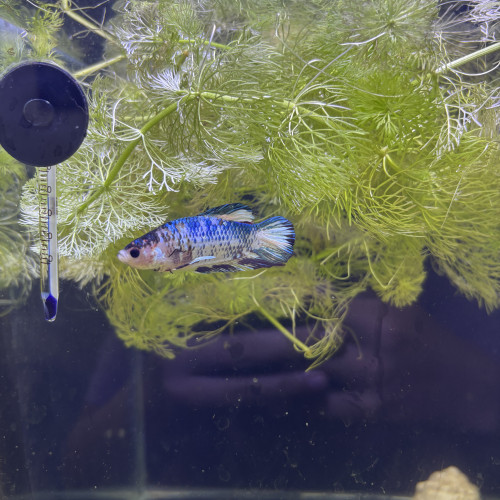 3 Bettas mâle