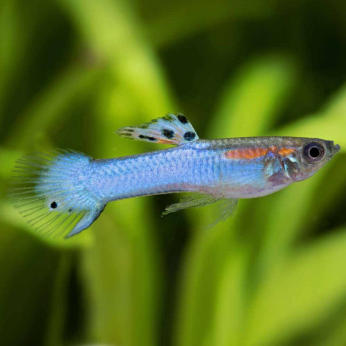 Guppy endler bleu japan