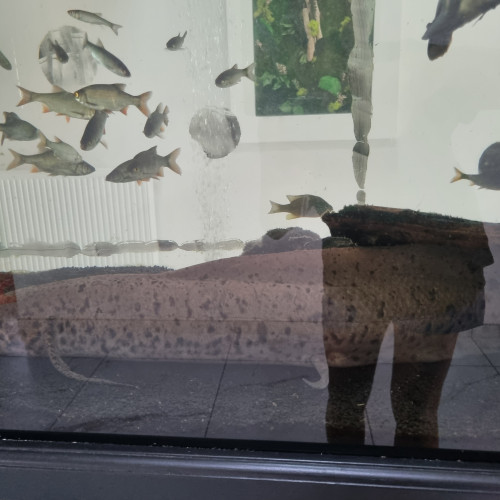 Donne poissons