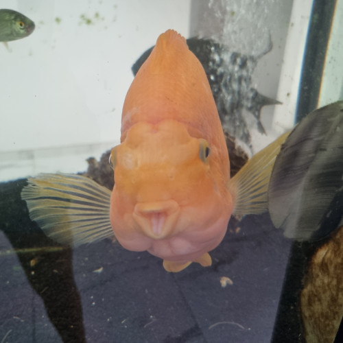 Donne poissons