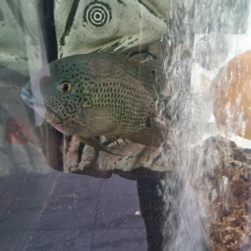 Donne poissons
