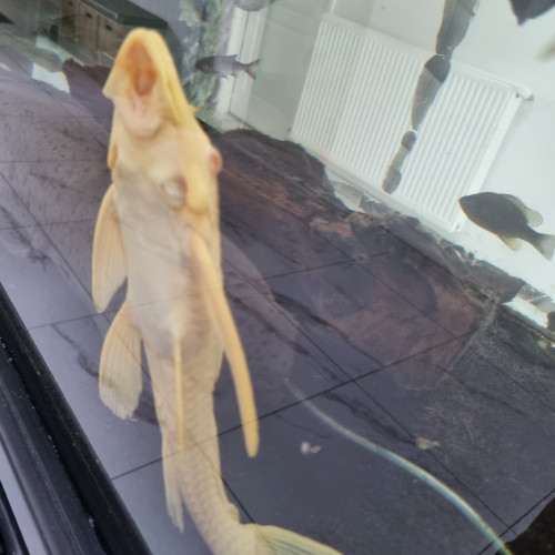 Donne poissons