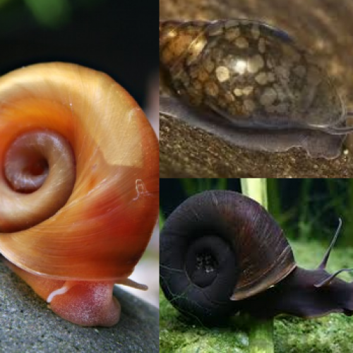 Escargots planordes/Physes