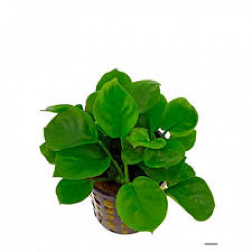 Plantes diverses