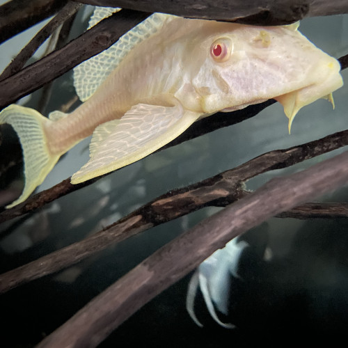 Pleco léopard albinos