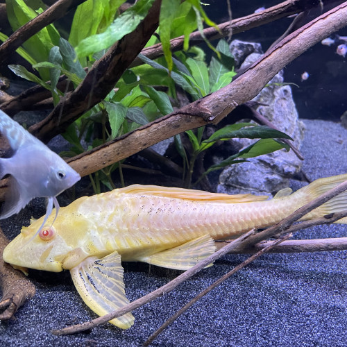 Pleco léopard albinos