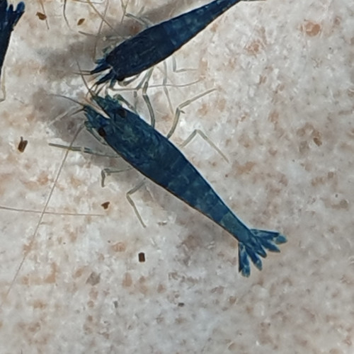 URGENT LOT 14 CREVETTES blue bolt/iced cold ?