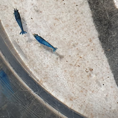 URGENT LOT 14 CREVETTES blue bolt/iced cold ?