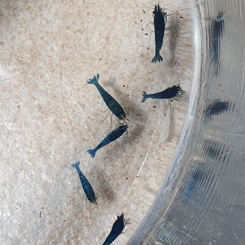URGENT LOT 14 CREVETTES blue bolt/iced cold ?