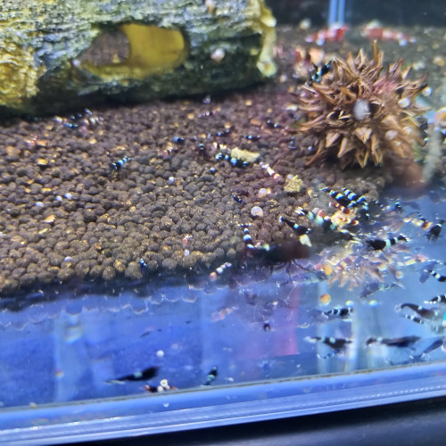 Crevettes blue panda