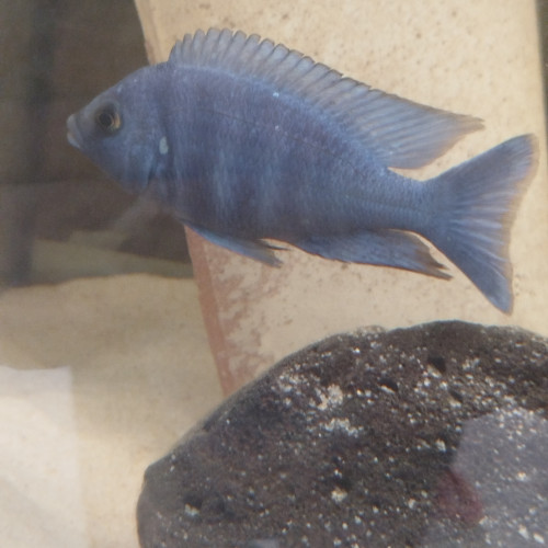 Placidochromis phenochilus lunpingu et protomelas spinolotus mara rock disponible