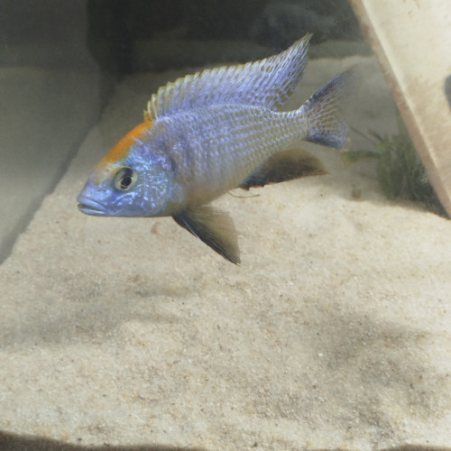 Placidochromis phenochilus lunpingu et protomelas spinolotus mara rock disponible