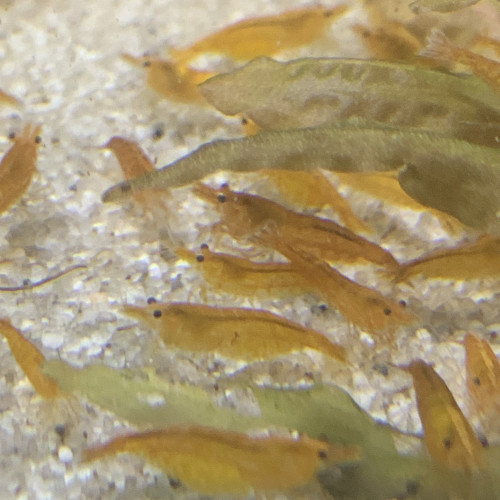 Lot De 10 Crevettes Orange Neocaridina