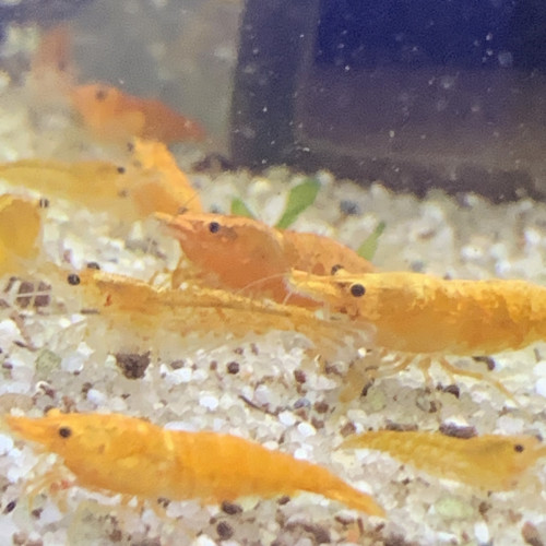 Lot De 10 Crevettes Orange Neocaridina