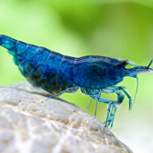 Lot de 10 Crevettes Bleue "Blue Velvet" Neocaridina