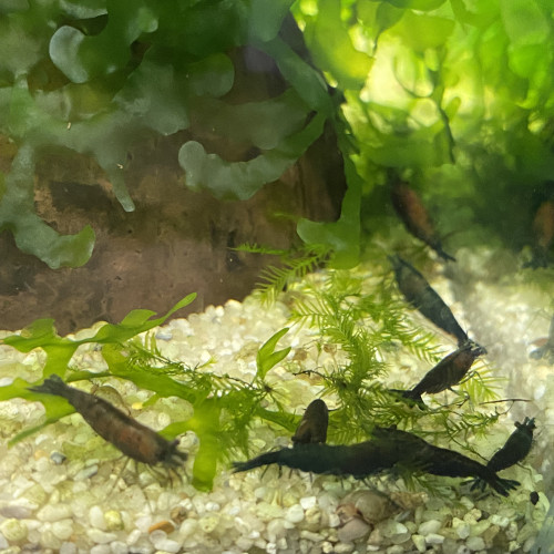 Lot De 10 Crevettes Super Green Jade Neocaridina