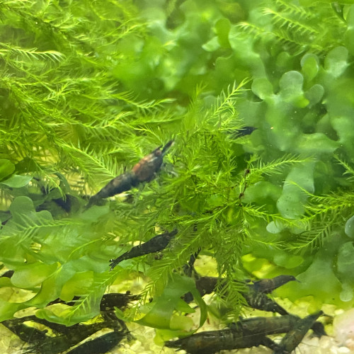 Lot De 10 Crevettes Super Green Jade Neocaridina