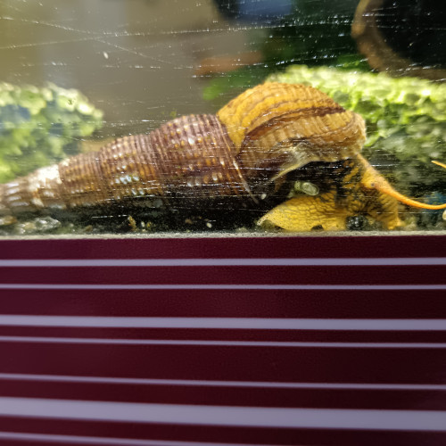 Escargot tylomelania yellow spotted
