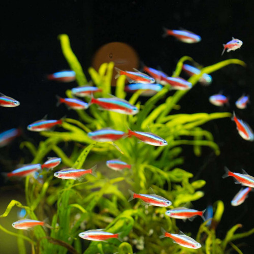 Recherche poissons d'eau chaude vers saint gaudens/ Montréjeau