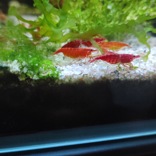 Crevettes
