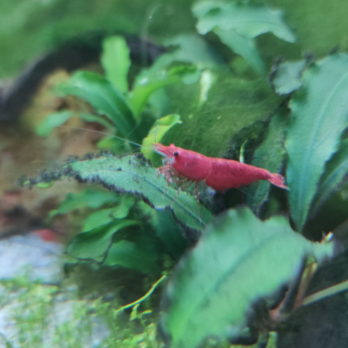 Crevettes