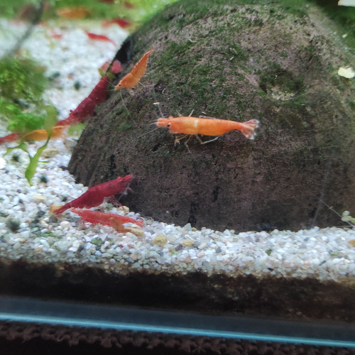 Crevettes
