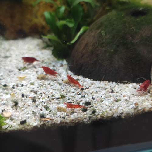 Crevettes