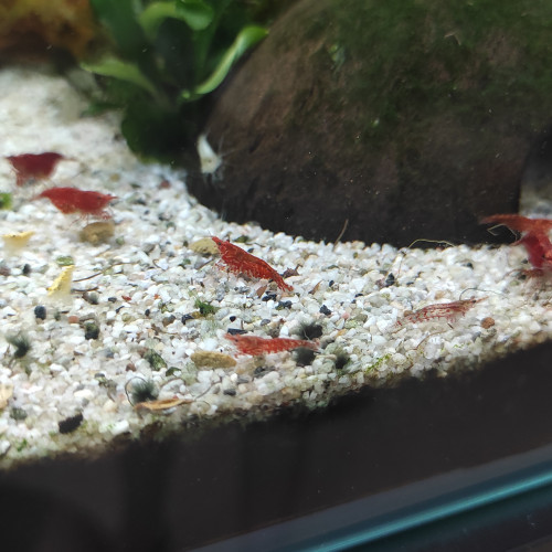 Crevettes