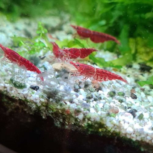 Crevettes