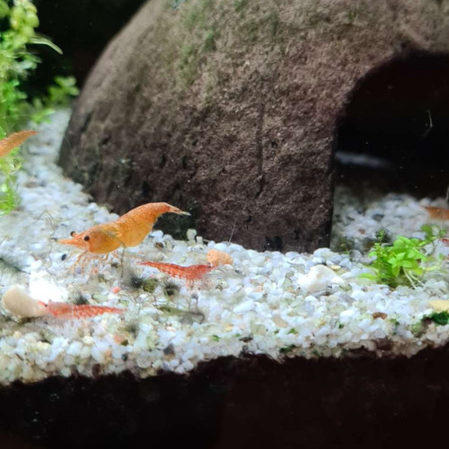 Crevettes