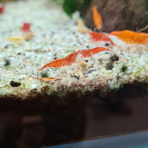 Crevettes