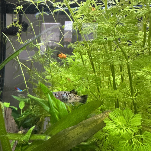 Bébé guppy/ Molly/ platy