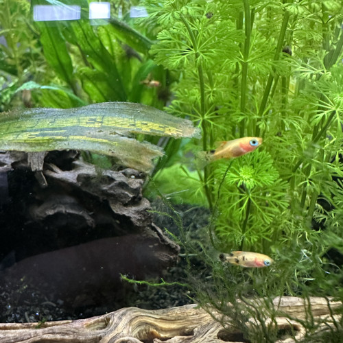 Bébé guppy/ Molly/ platy